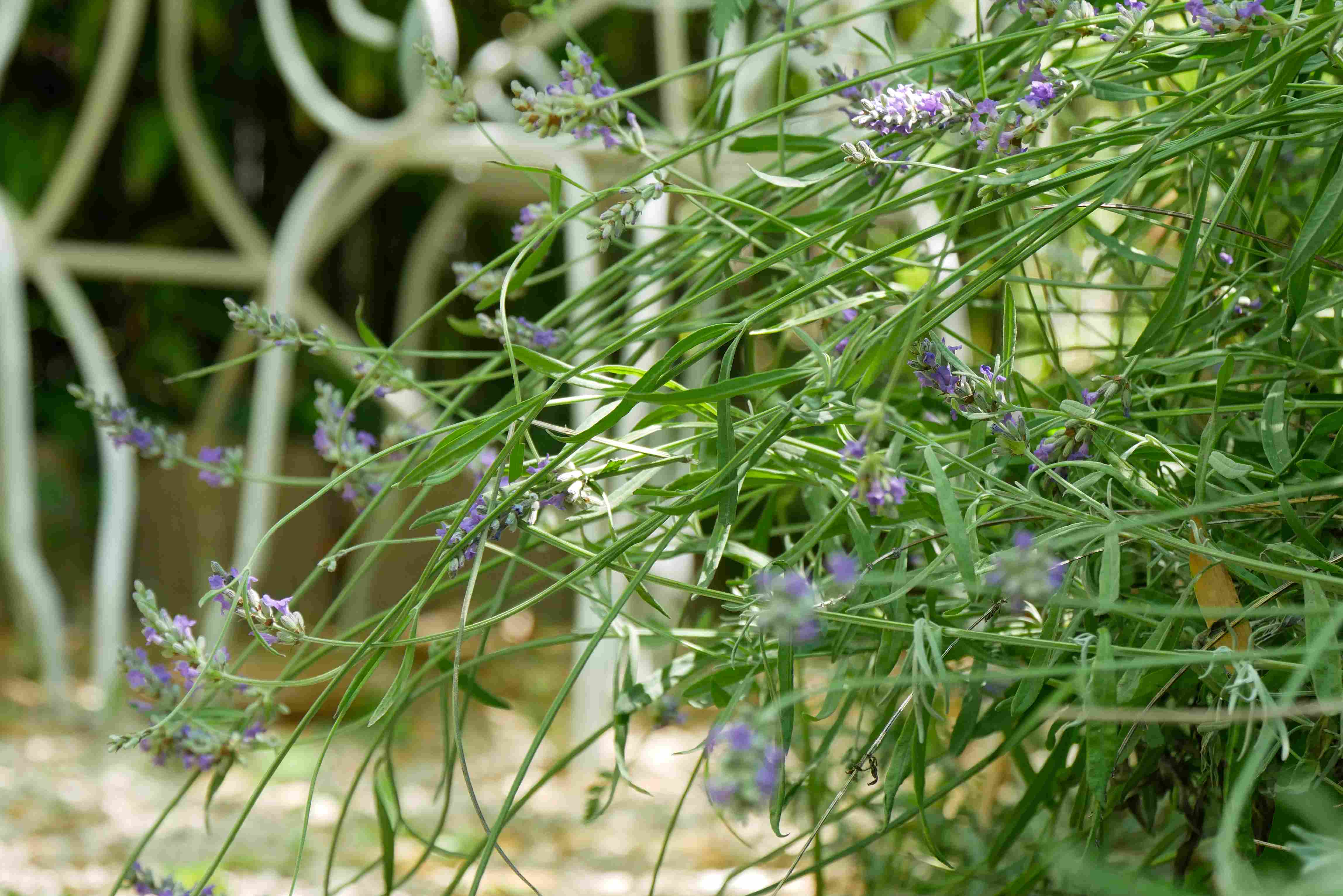 Nyons, land of lavender and AOC olives